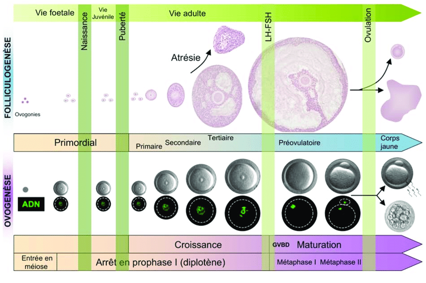 Les-differentes-etapes-de-la-folliculogenese-de-lovogenese-et-de-la-meiose-GVBD
